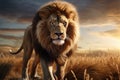 Lion. Animal King. Free wild lion in natural habitat. Proud look. The strength and power of a wild beast. Noble proud