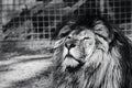 Lion animal portrait, sunny in black and white Royalty Free Stock Photo