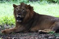 Lion as it is. Royalty Free Stock Photo