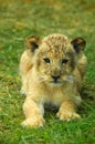 Lion baby Royalty Free Stock Photo