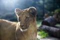 Image of beautiful Lion cub with amazing eyes.