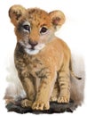 Lion baby Royalty Free Stock Photo