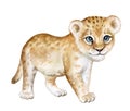 Lion baby, lion cub watercolor Isolated on white background. African animal Royalty Free Stock Photo