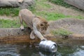 Lion and a beer keg2