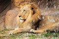 Lion behind waterfall Royalty Free Stock Photo