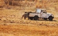 Lion being fed