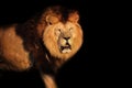 Lion Berber on a black background Royalty Free Stock Photo