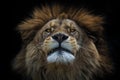 Lion Berber Royalty Free Stock Photo