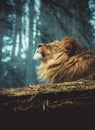 The lion of Berber, the lion enjoys the last rays, is satisfied Royalty Free Stock Photo