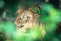 The lion of Berber predator face nad dangerous sight Royalty Free Stock Photo