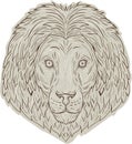 Lion Big Cat Head Mane Drawing Royalty Free Stock Photo