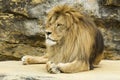 Lion Royalty Free Stock Photo