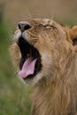 Lion big yawn Royalty Free Stock Photo