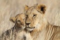 Lion bigbrother babysitting cub, Serengeti Royalty Free Stock Photo