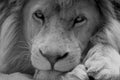 Lion black and white