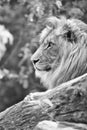 Lion in black and white with beautiful mane lying on a rock. Relaxed predator Royalty Free Stock Photo