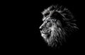 Lion in black and white Royalty Free Stock Photo