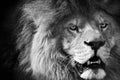 Lion black and white Royalty Free Stock Photo