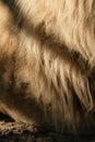 Lion body with gorgeous mane fur close-up Royalty Free Stock Photo