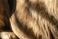 Lion body with gorgeous mane fur and paws close-up Royalty Free Stock Photo