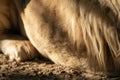 Lion body with gorgeous mane fur and paws close-up Royalty Free Stock Photo