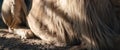 Lion body with gorgeous mane fur and paws close-up Royalty Free Stock Photo