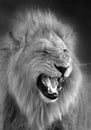 Lion - Botswana Royalty Free Stock Photo
