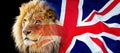lion and british union jack flag composite Royalty Free Stock Photo