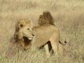 Lion Brothers in Serengeti National Park, Tanzania Royalty Free Stock Photo