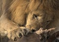 Lion at buffalo carcass