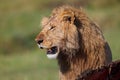 Lion with Buffalo prey in Masai Mara Royalty Free Stock Photo