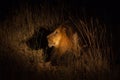 Lion in the bush at night