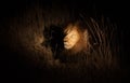 Lion in the bush at night Royalty Free Stock Photo