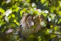 Lion through the bushes