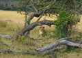 Lion busking under a tree trunk