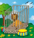 Lion in cage