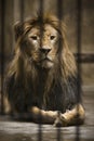 Lion in cage Royalty Free Stock Photo