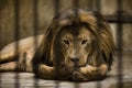 Lion in cage Royalty Free Stock Photo