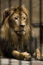 Lion in cage Royalty Free Stock Photo