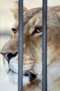 The lion in a cage Royalty Free Stock Photo