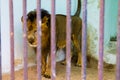 lion in cage behind bars at the zoo