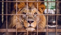 lion in the cage close up picture