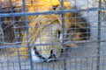 Lion in a cage Royalty Free Stock Photo