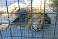 Lion in a cage Royalty Free Stock Photo