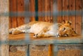 Lion is in the cage of the zoo. Royalty Free Stock Photo