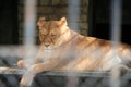 Lion in cage, zoo