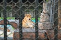 Lion in cage in the zoo in Sriayuthaya Lion Park , focus selective Royalty Free Stock Photo