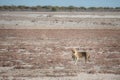 Lion calling his pride, Etosha National Park, Namibia Royalty Free Stock Photo