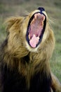 Lion canines Royalty Free Stock Photo