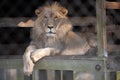 A lion in captivity